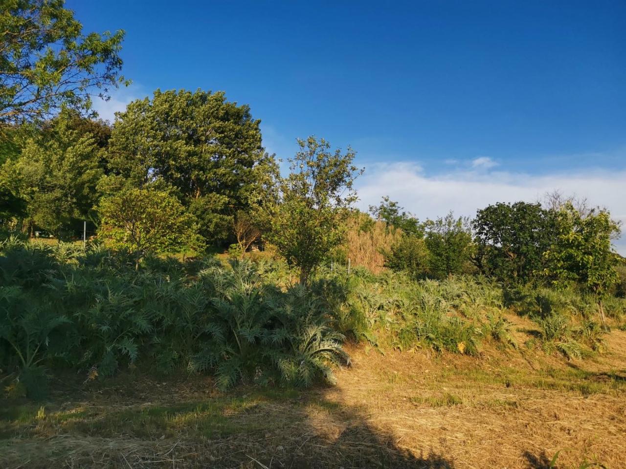 immagine annuncio 8 di 14