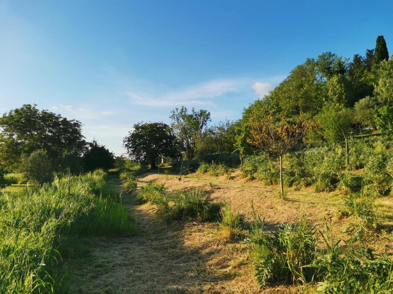 immagine annuncio 12 di 14