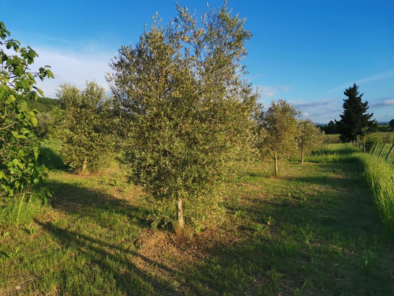 immagine annuncio 13 di 14