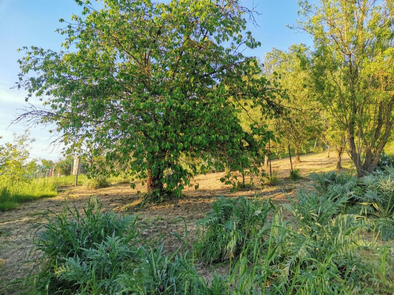 immagine annuncio 10 di 14