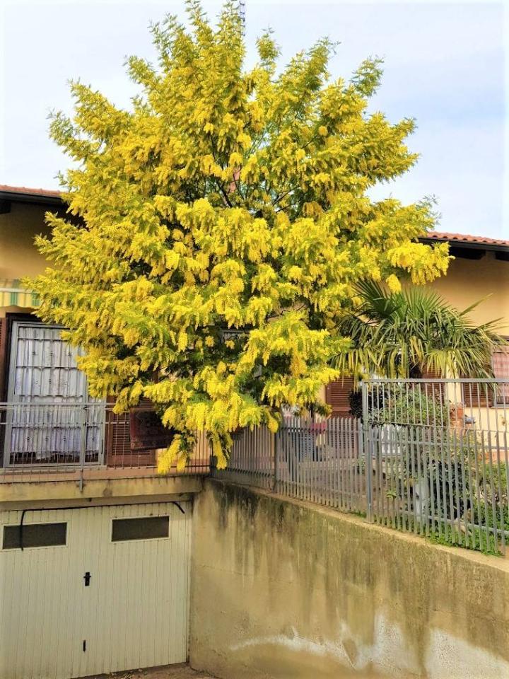 immagine annuncio 8 di 15