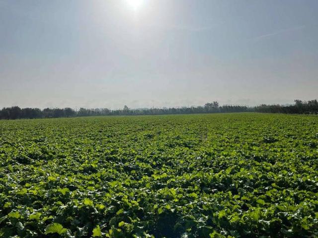 Terreno agricolo, Mondragone - Foto 1