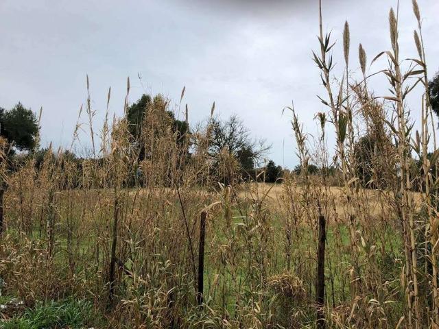 Agricultural land in Via Domiziana, Mondragone - Photo 1