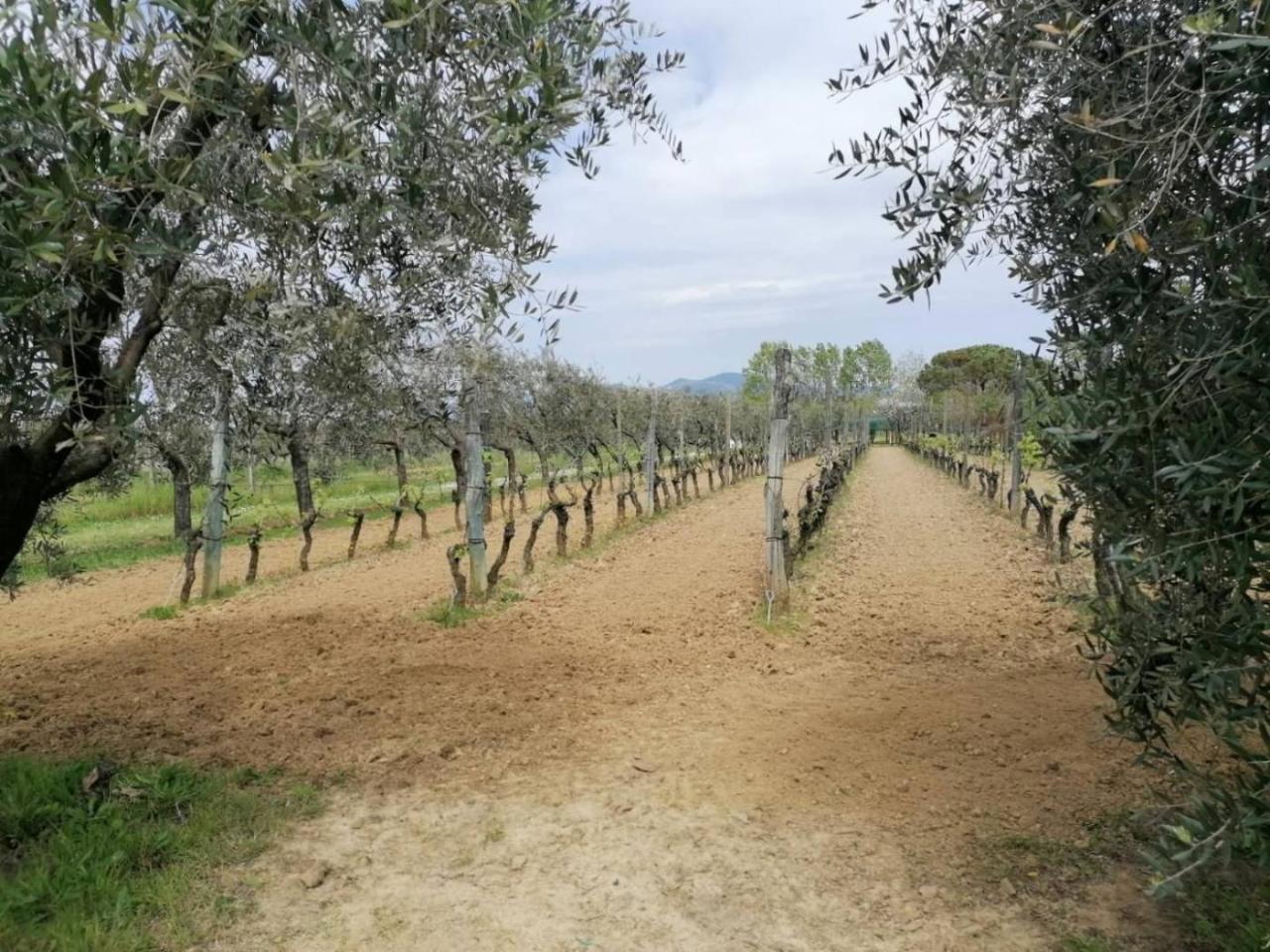 immagine annuncio 1 di 8