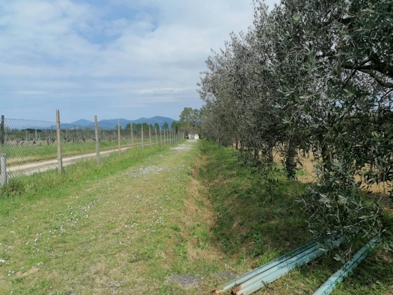 immagine annuncio 4 di 8