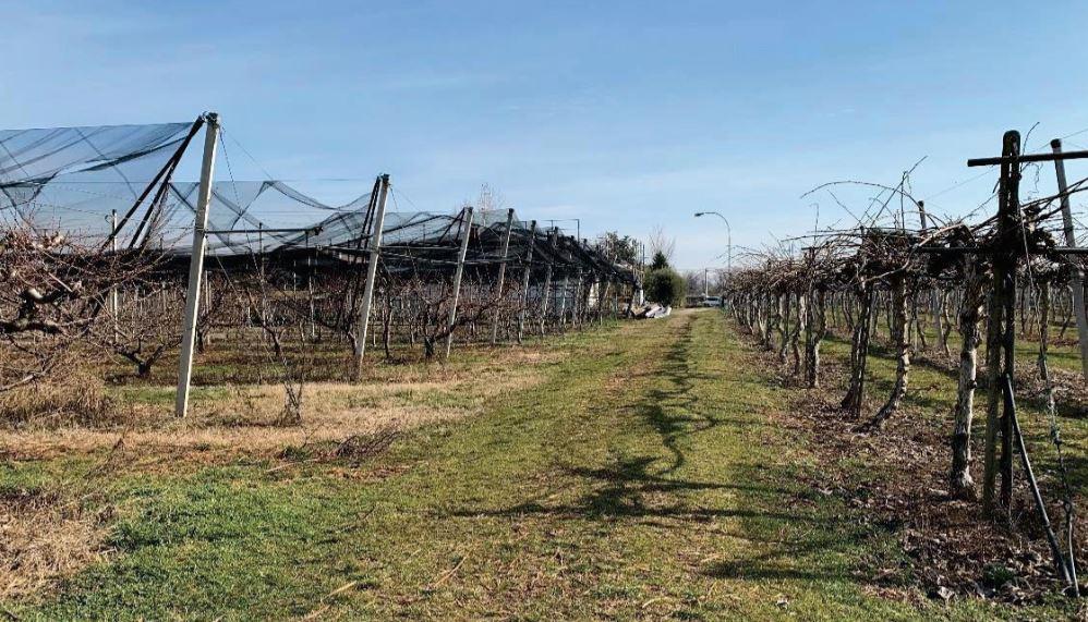 Terreno agricolo in vendita a Verona