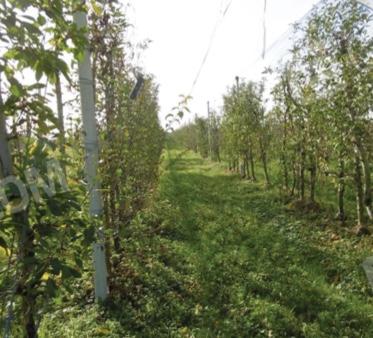 Terreno agricolo in vendita a Verona