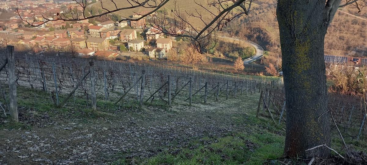 immagine annuncio 10 di 12