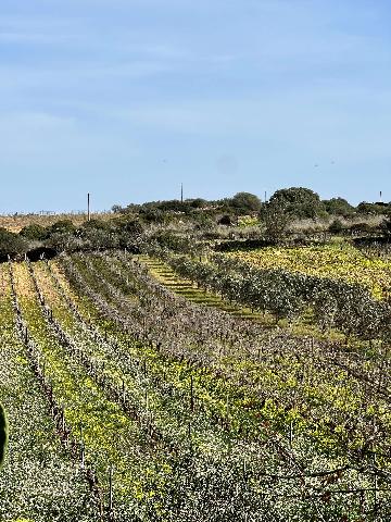 Terreno agricolo, Mazara del Vallo - Foto 1