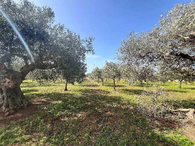 Terreno agricolo, Mazara del Vallo - Foto 1