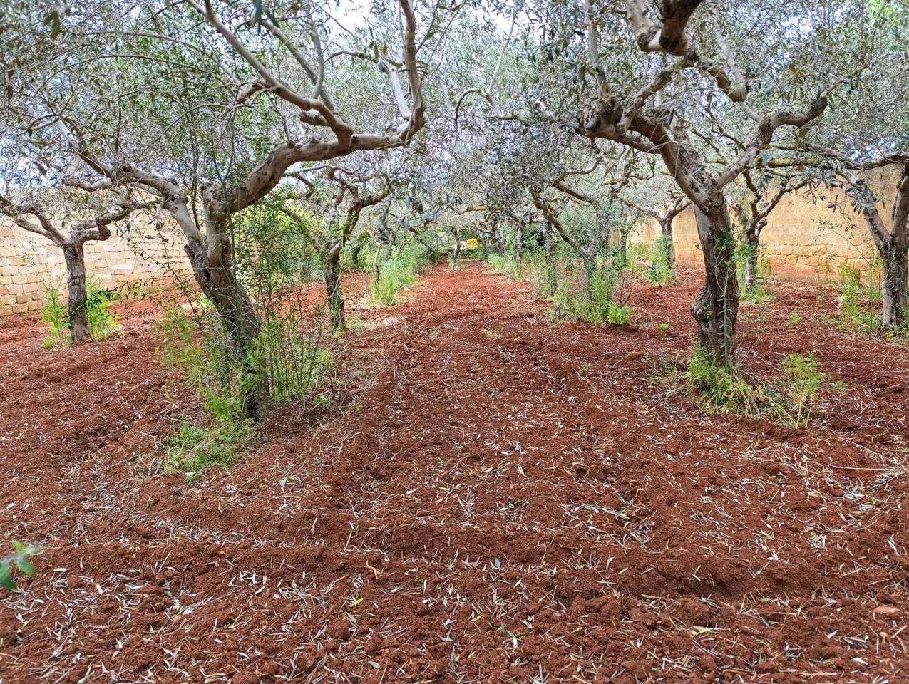 immagine annuncio 1 di 3