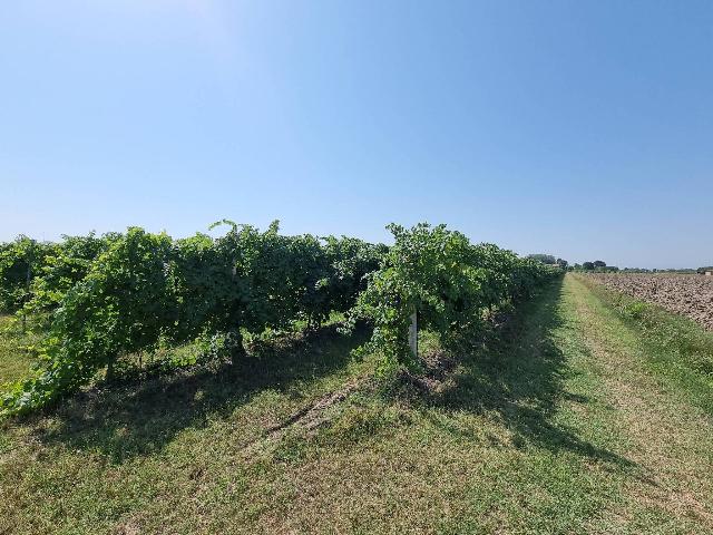 Terreno agricolo in {3}, Via Griduzza - Foto 1