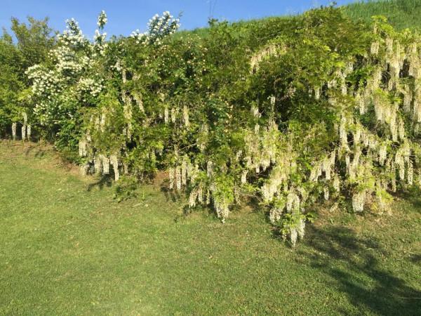 immagine annuncio 4 di 11