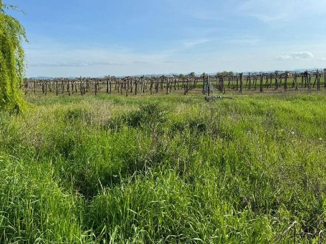 Terreno agricolo in {3}, Via Cimitero - Foto 1