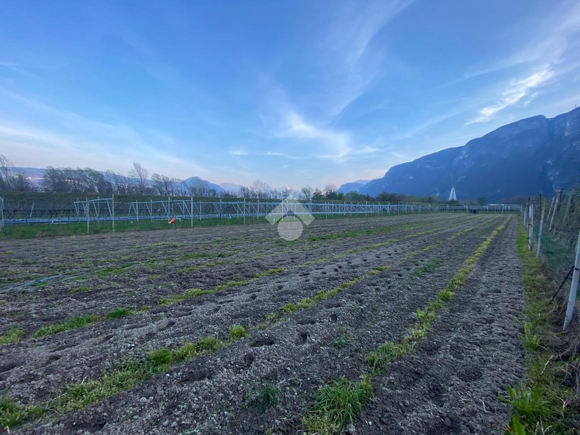 Terreno agricolo in vendita a Terre d'Adige