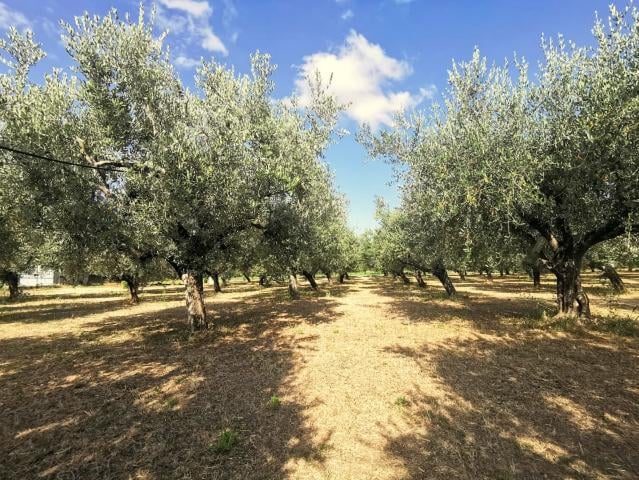 Terreno agricolo in vendita a Cupello