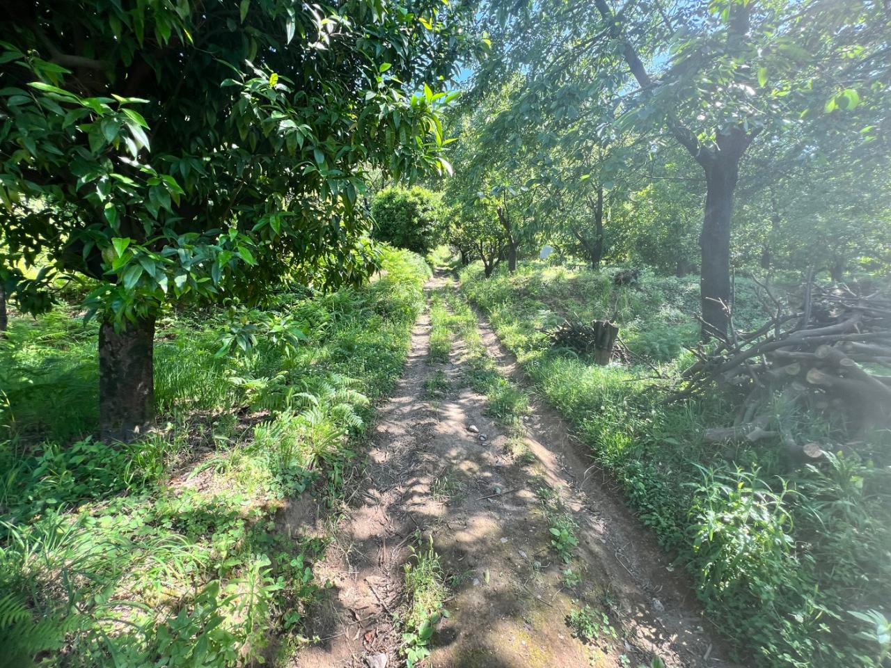 immagine annuncio 6 di 13