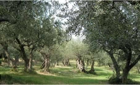 immagine annuncio 3 di 6