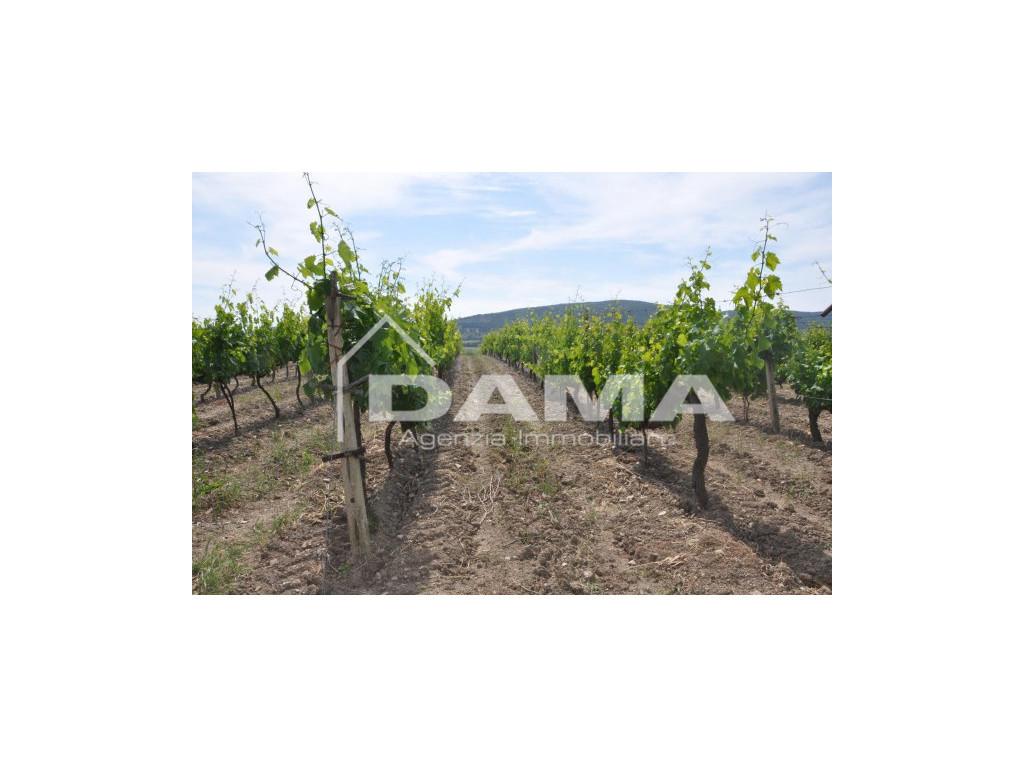 immagine annuncio 6 di 9