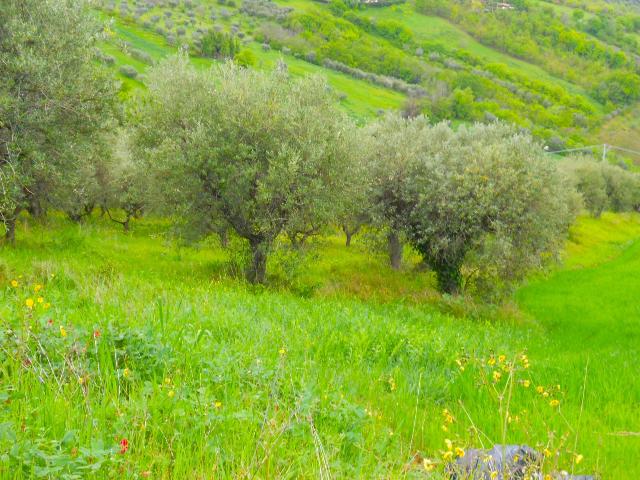 Terreno agricolo, Colonnella - Foto 1