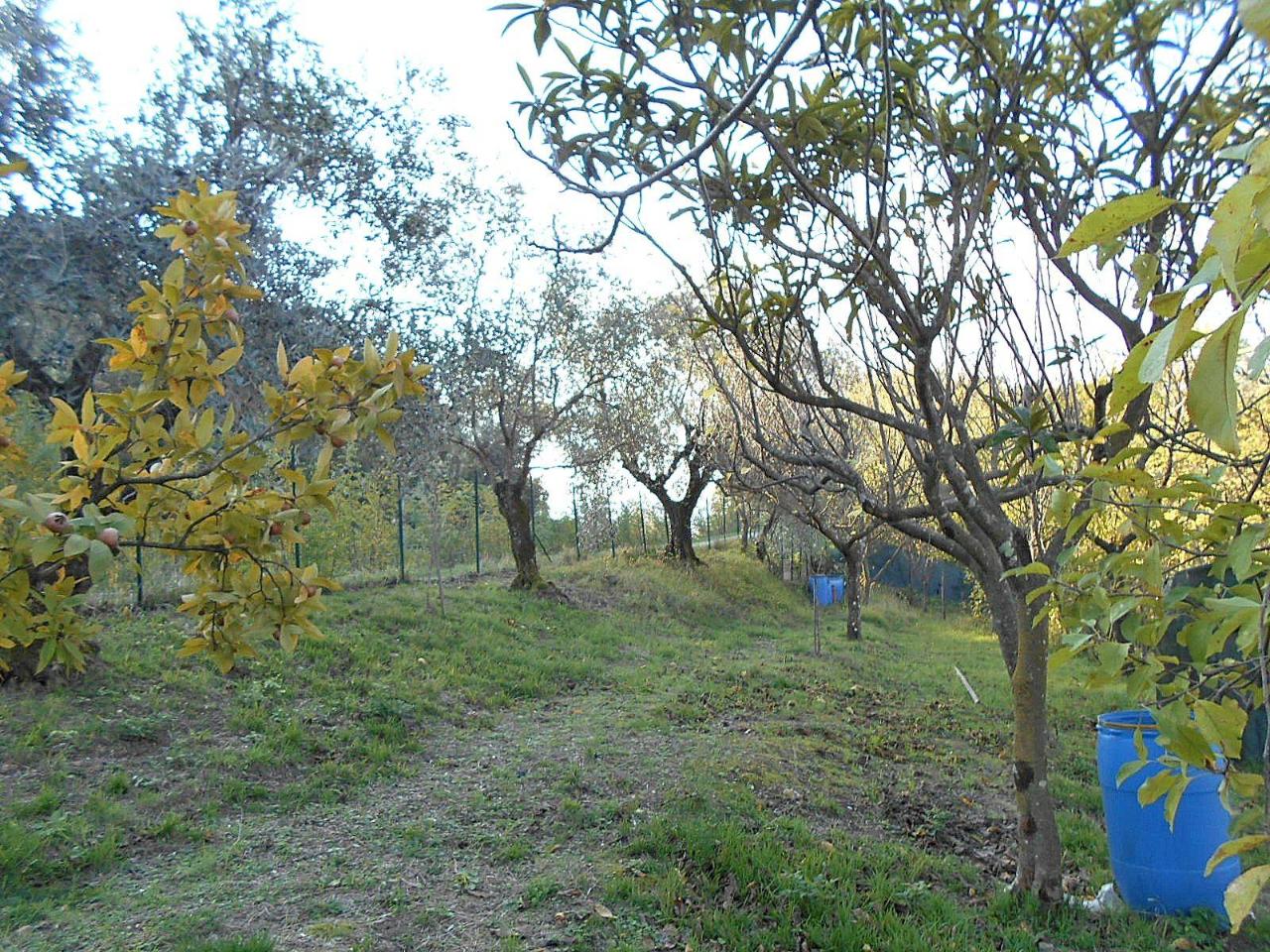 immagine annuncio 4 di 7