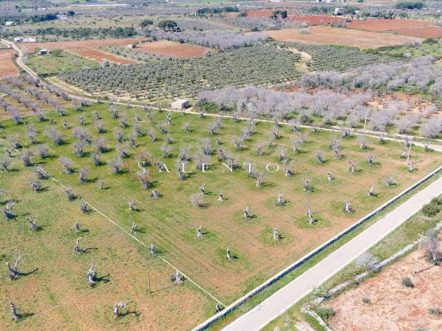 Terreno agricolo in Strada Comunale della Palombara, Salve - Foto 1