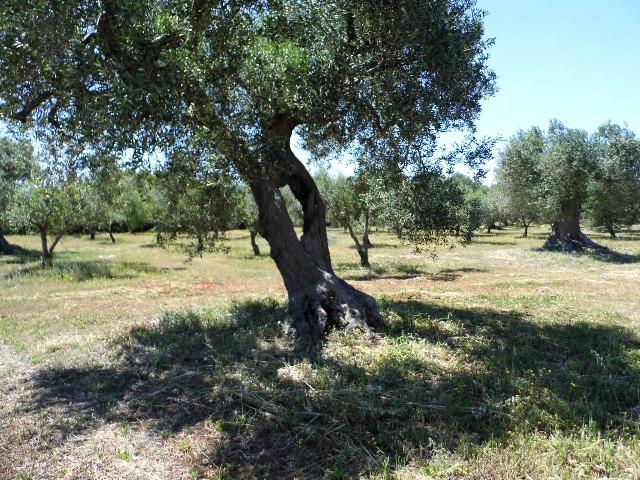 Baugrundstück in {3}, Strada Vicinale Palombara - Foto 1