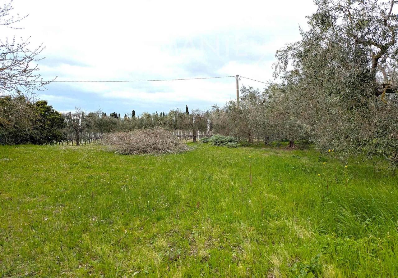 immagine annuncio 4 di 14