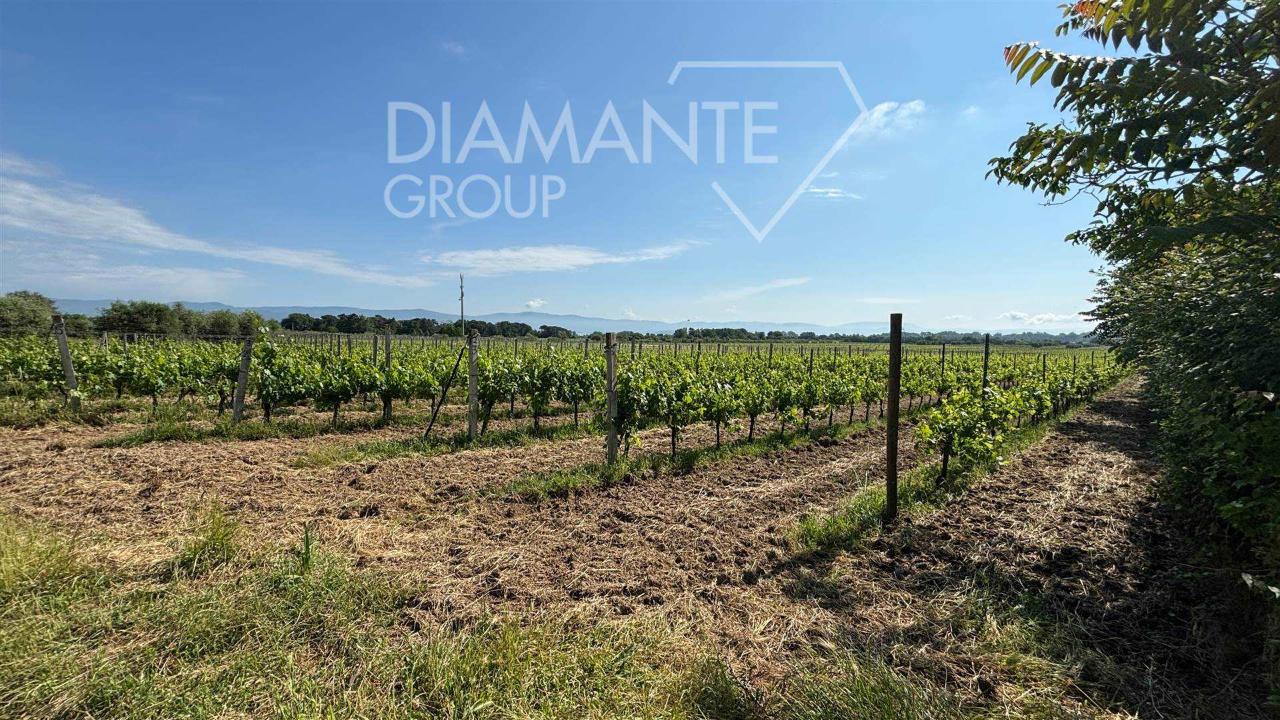 immagine annuncio 6 di 12