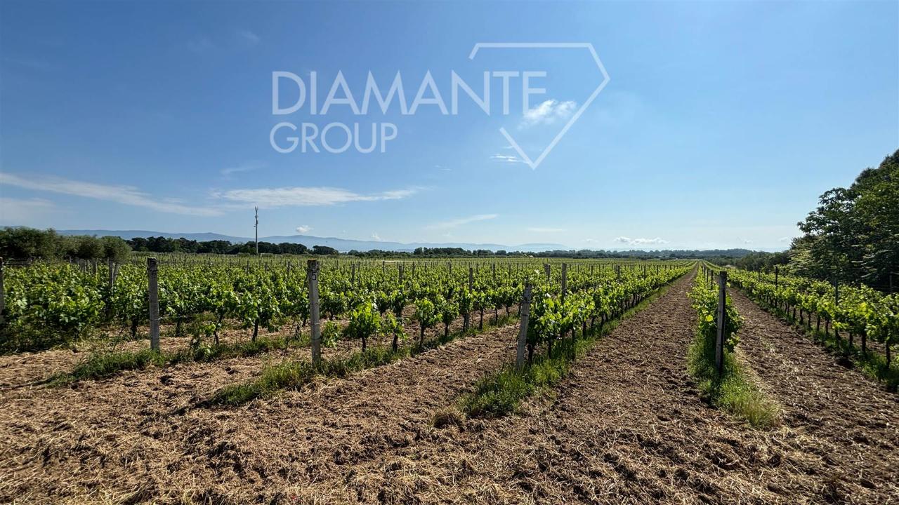 immagine annuncio 7 di 12