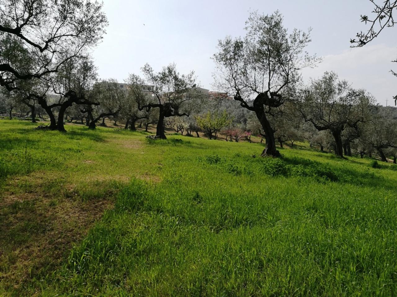 immagine annuncio 1 di 14