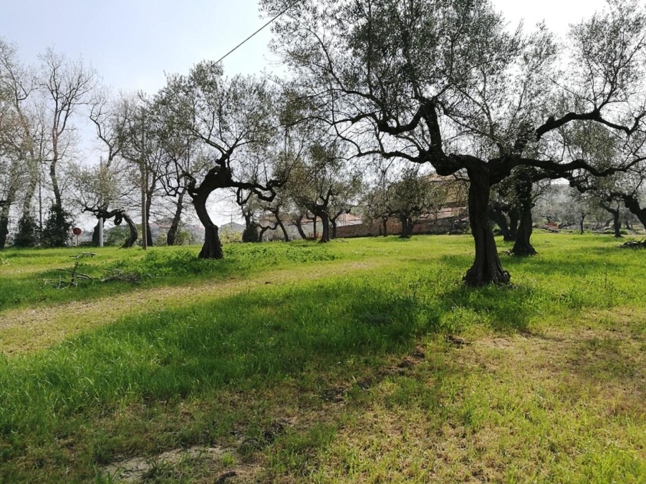 immagine annuncio 6 di 14