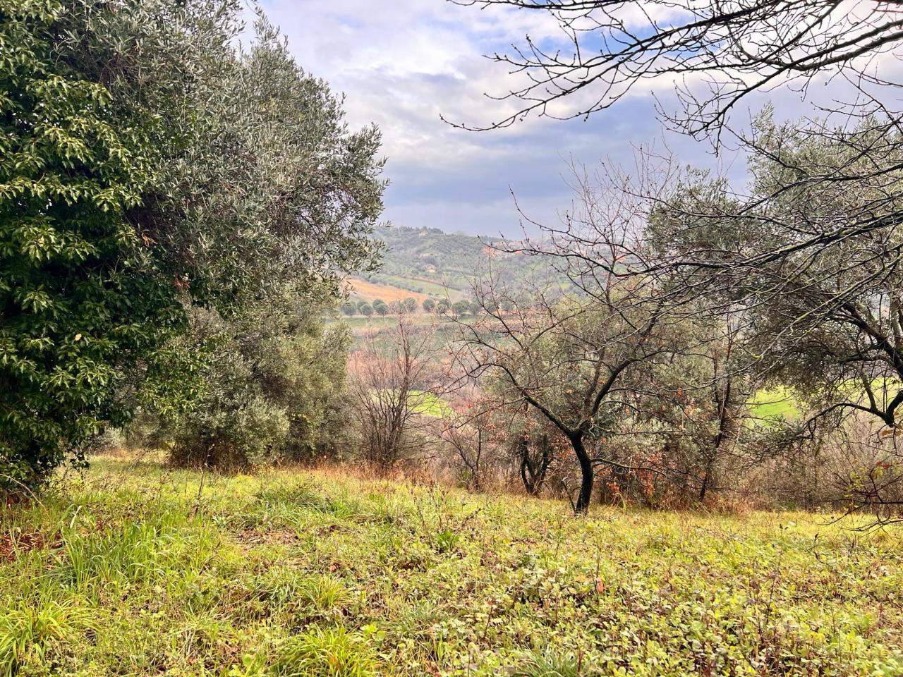 immagine annuncio 5 di 8