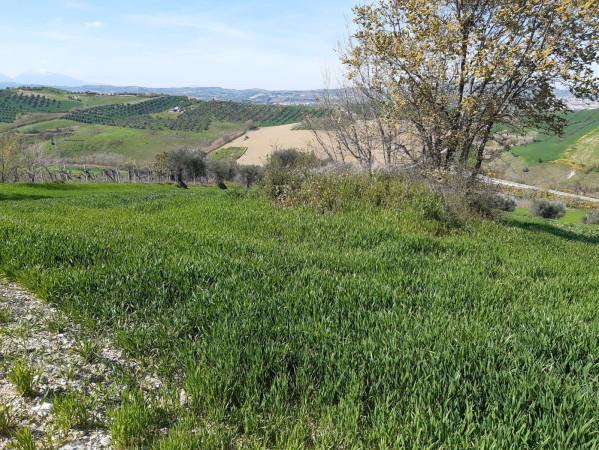 immagine annuncio 2 di 12