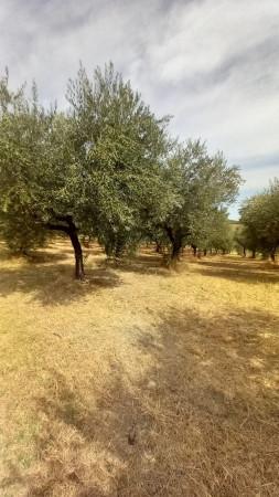 immagine annuncio 8 di 11