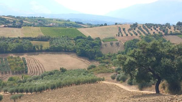 immagine annuncio 5 di 11