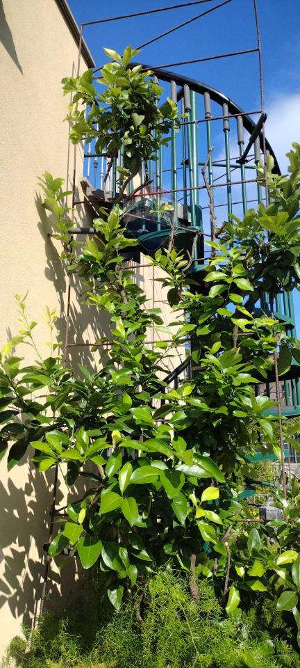 immagine annuncio 7 di 15