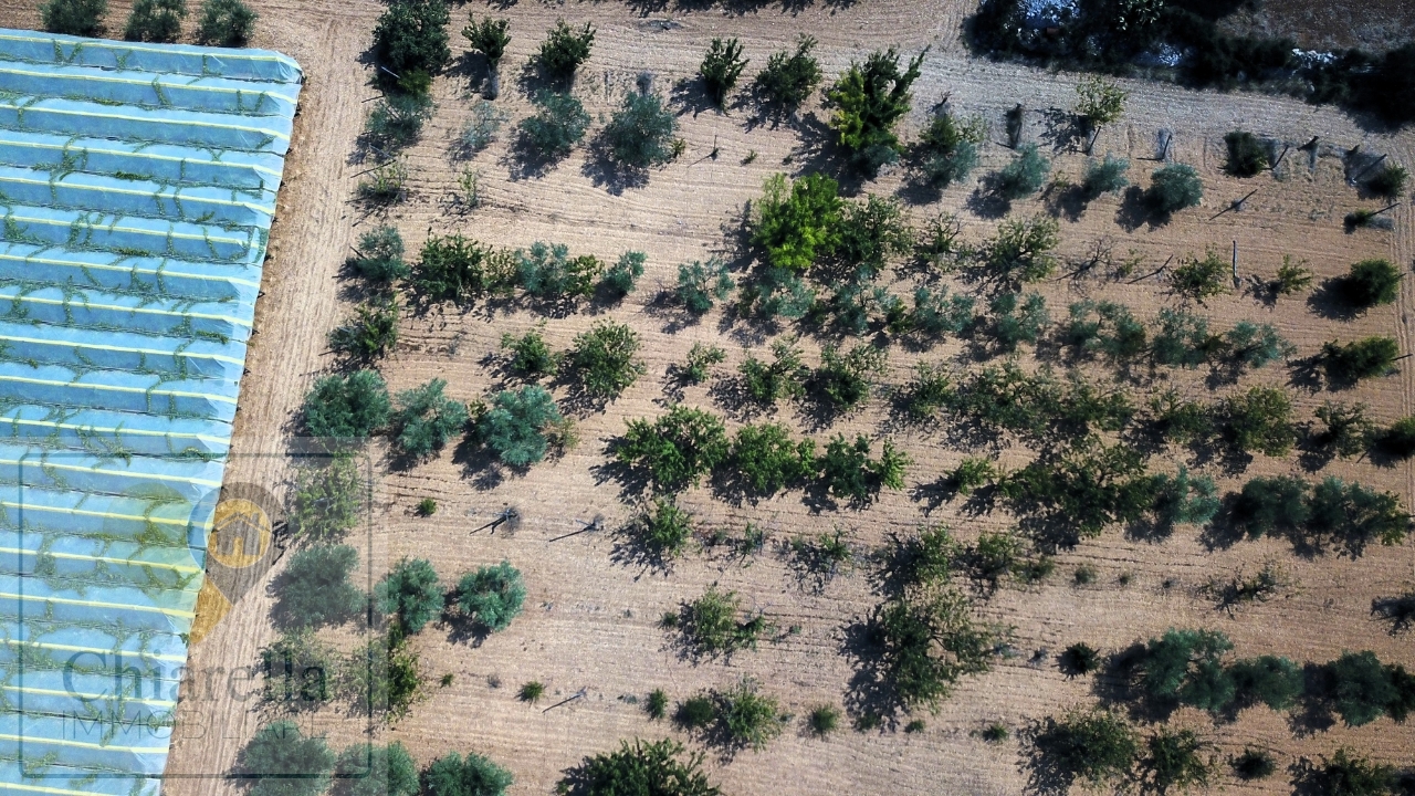 immagine annuncio 10 di 14