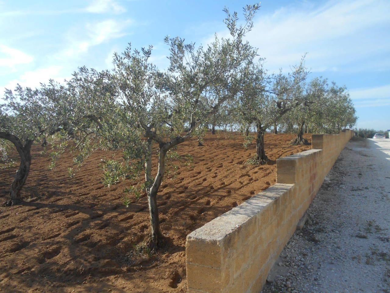 immagine annuncio 9 di 12