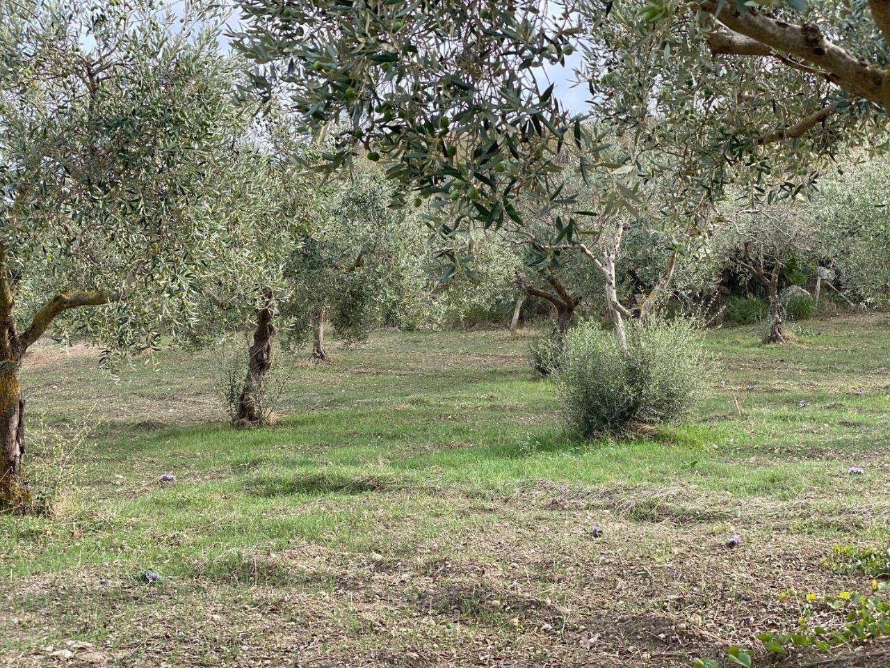 immagine annuncio 5 di 12