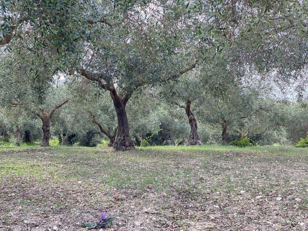 immagine annuncio 4 di 12