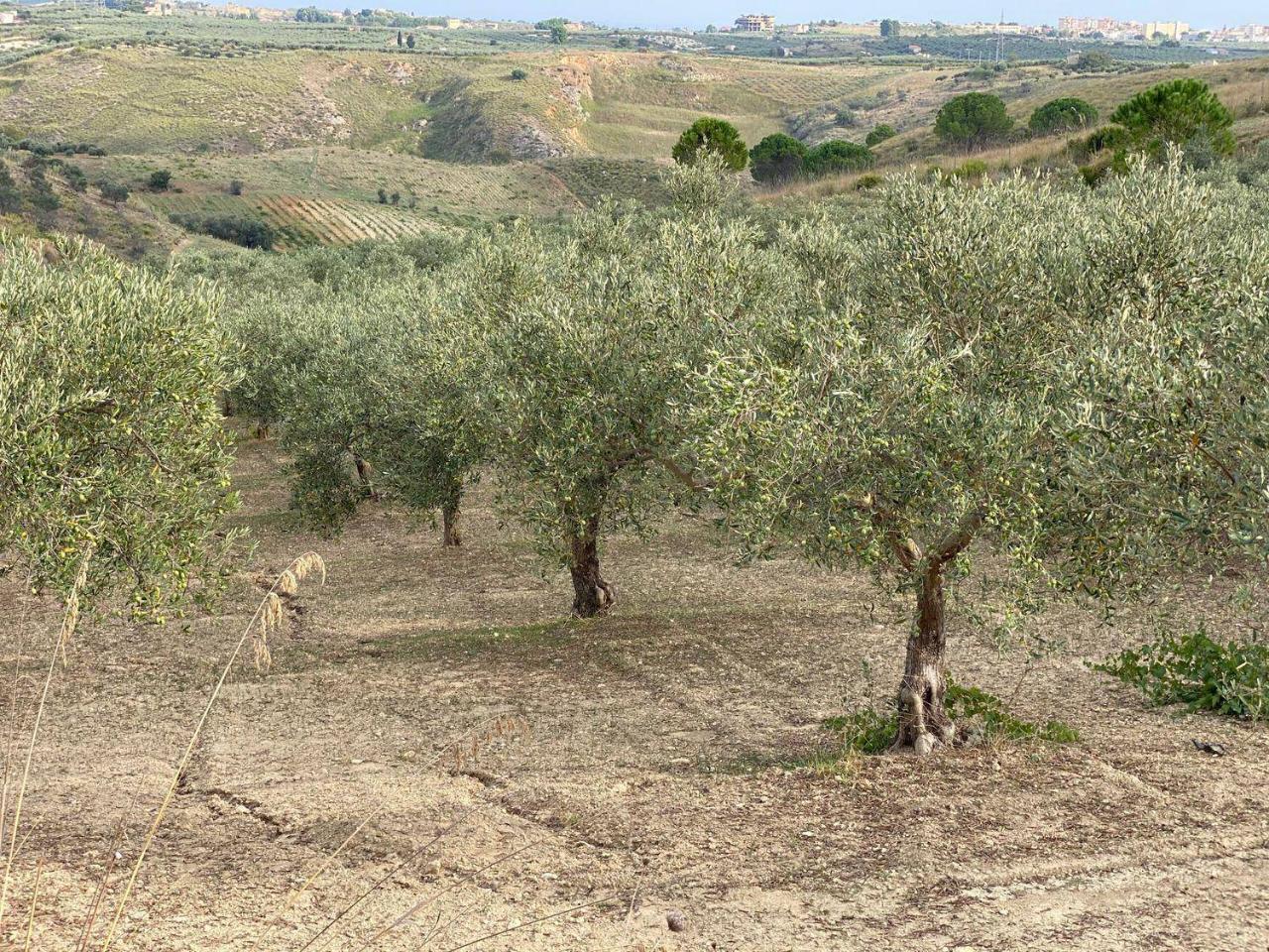 immagine annuncio 10 di 12