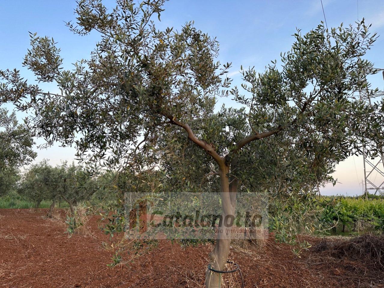 immagine annuncio 11 di 12