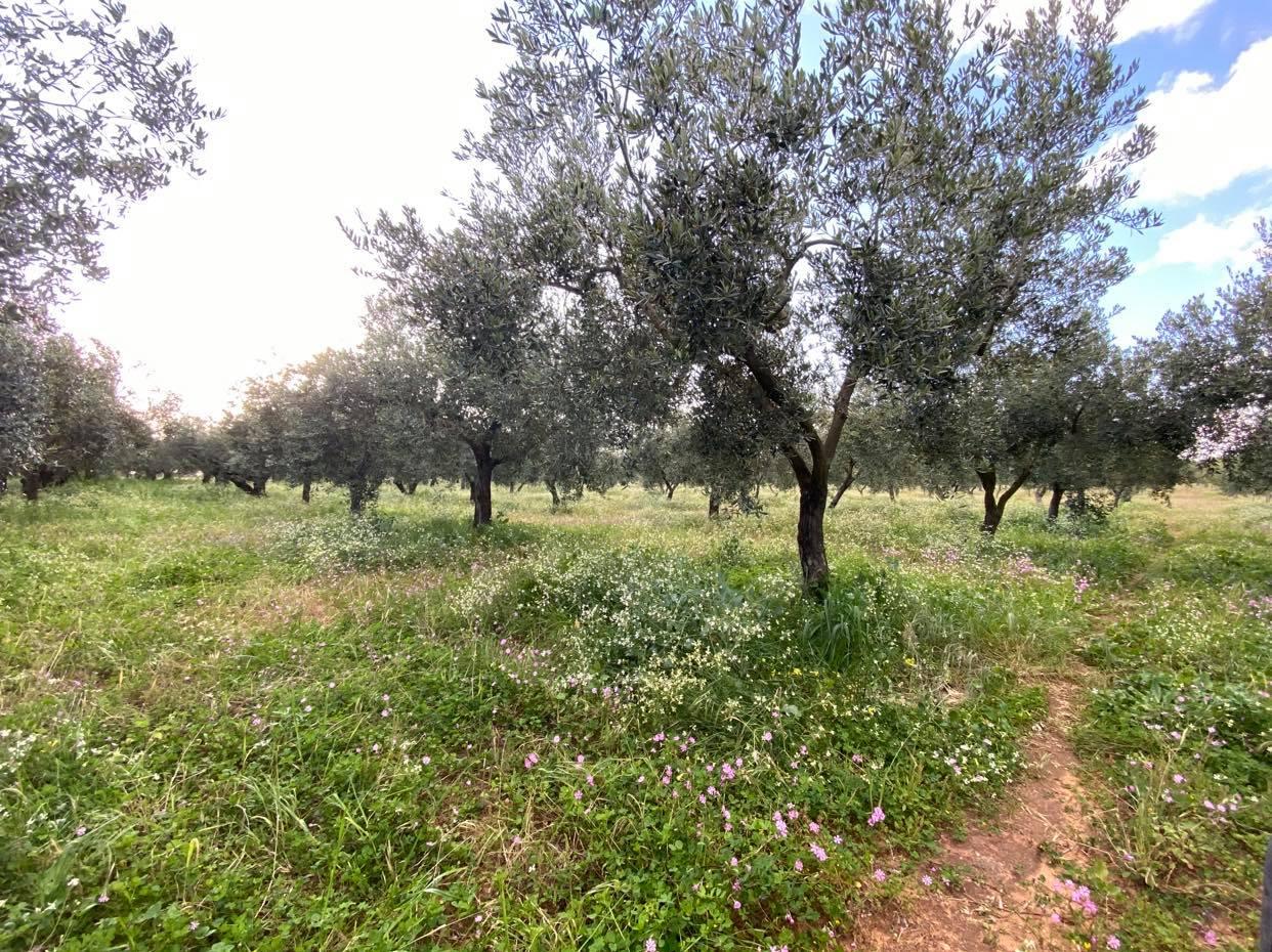 immagine annuncio 1 di 6