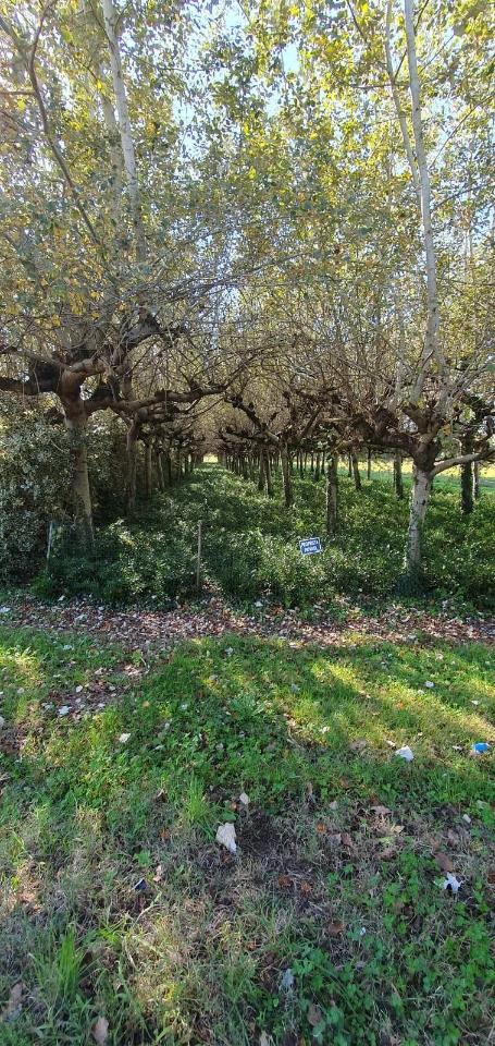 immagine annuncio 8 di 9