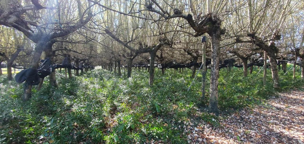 immagine annuncio 2 di 9