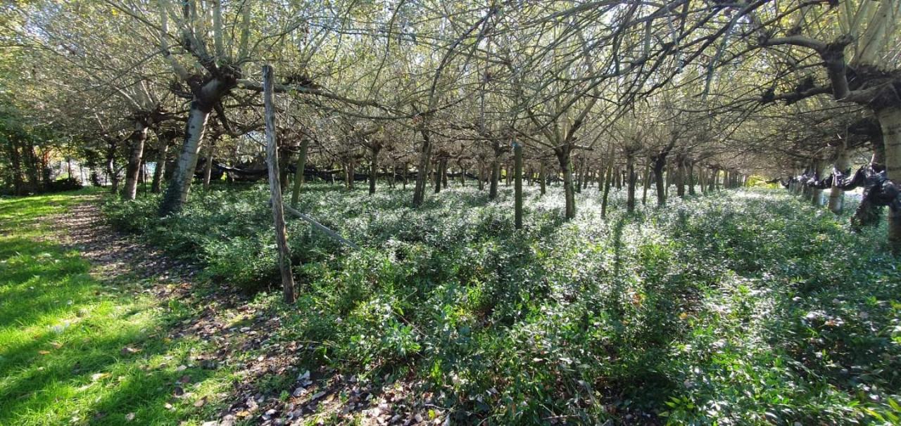 immagine annuncio 4 di 9