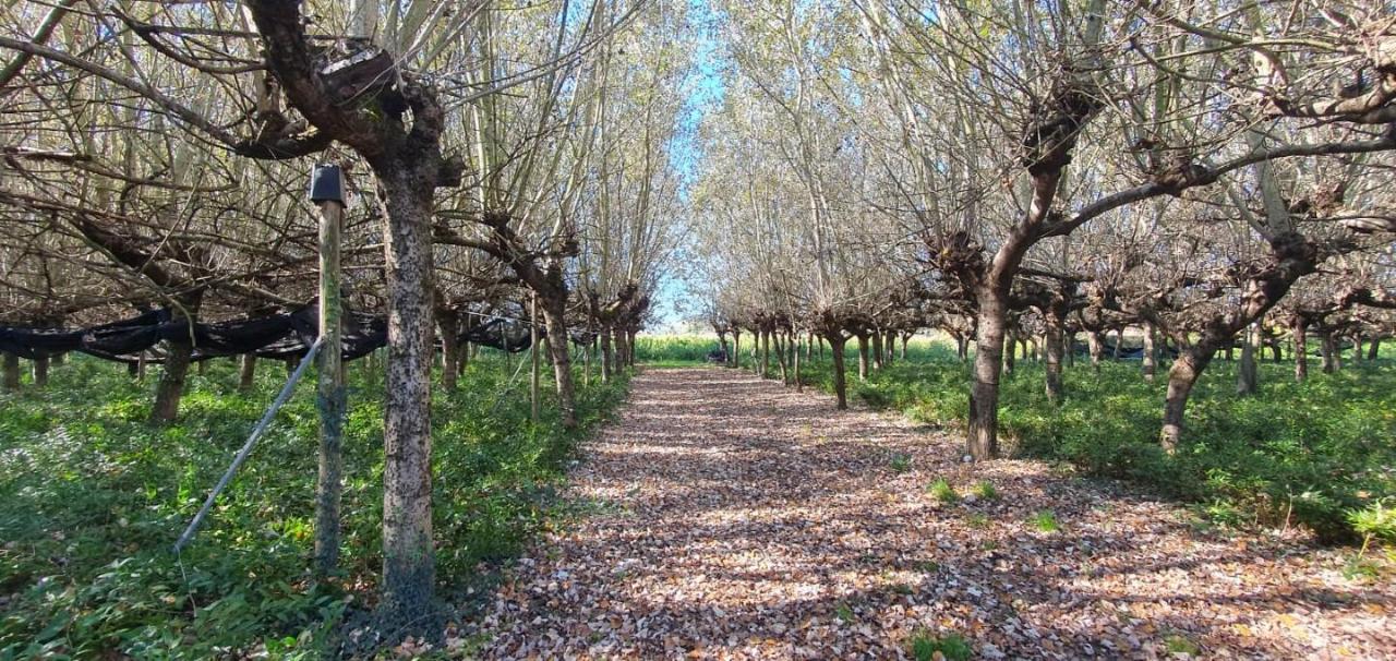 immagine annuncio 3 di 9