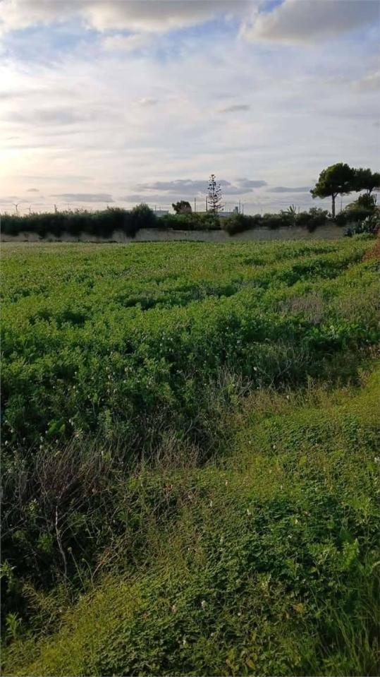 immagine annuncio 2 di 4