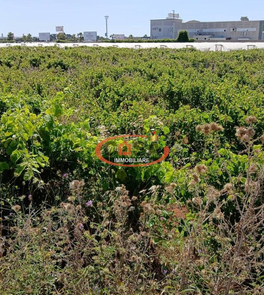 immagine annuncio 2 di 4